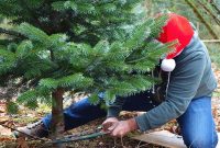 Can you plant a cut xmas tree