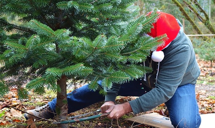 Can you plant a cut xmas tree