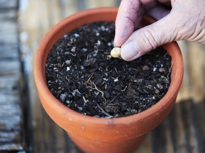 How to plant cherry seeds