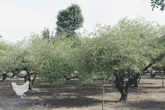 Tree jujube jujuba zizyphus jujubes flowers 2012 growing november nursery leaves ganesh very pooja fruits