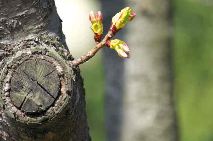 Can you plant tree branches