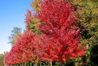 How to plant autumn blaze maple tree