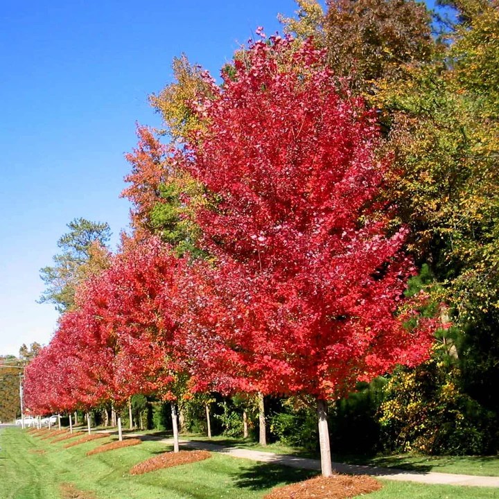 How to plant autumn blaze maple tree