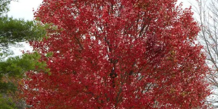 Best time to plant a maple tree