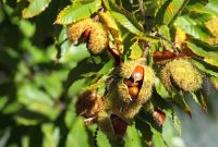 When to plant chestnut trees