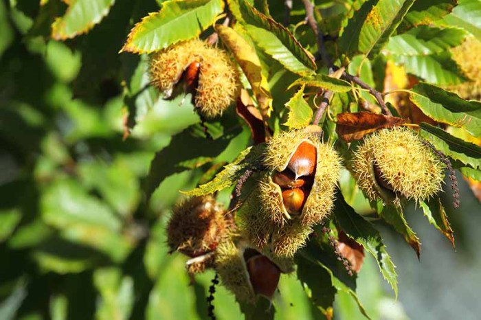 When to plant chestnut trees