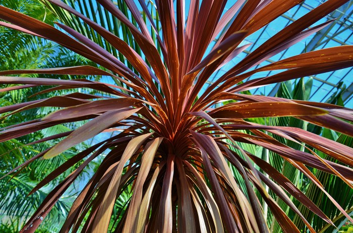 Purple palm tree plant