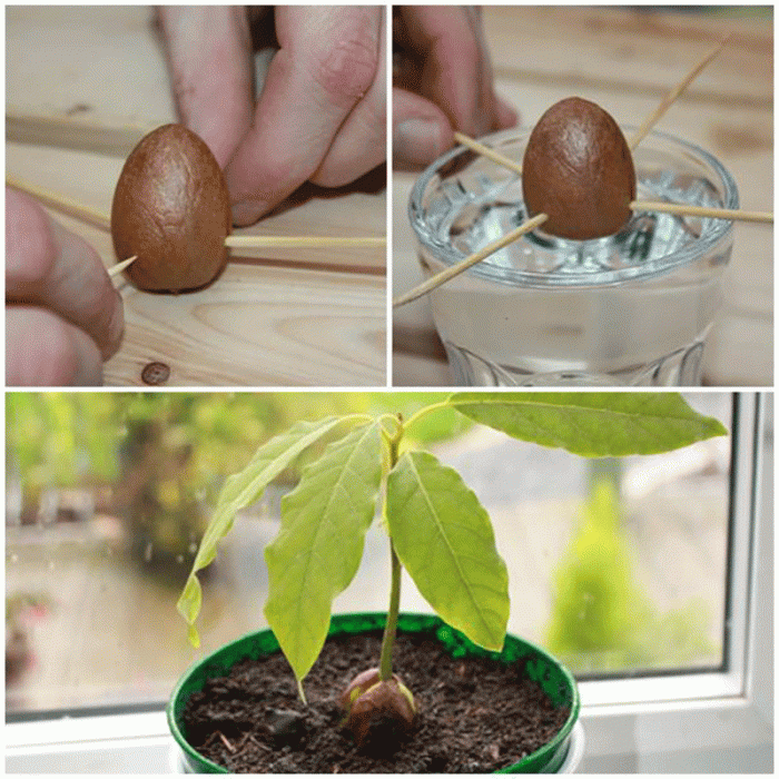 Avocado plant seed pot sprout time planting preview