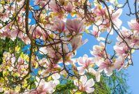 Magnolia trees tree pink growing varieties tag bloom blooms favorite