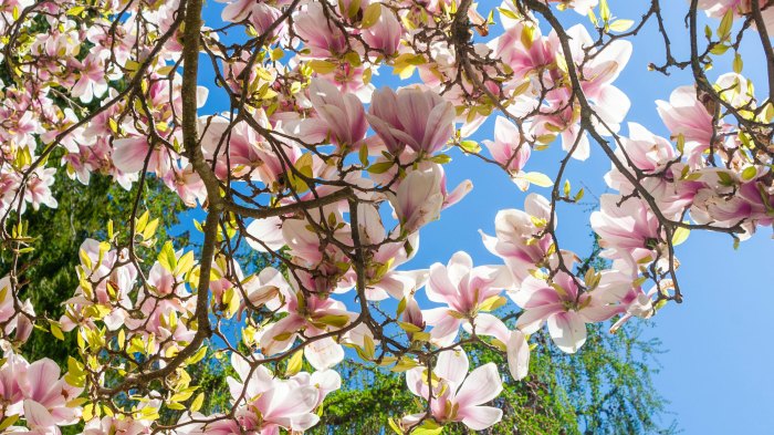 Magnolia trees tree pink growing varieties tag bloom blooms favorite