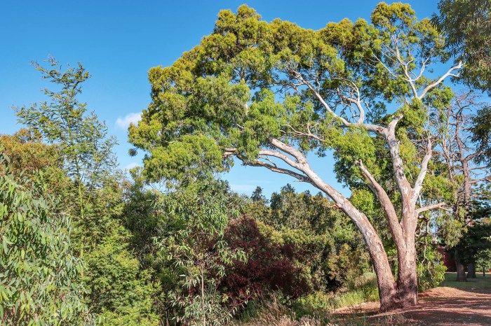 Eucalyptus plant vs tree