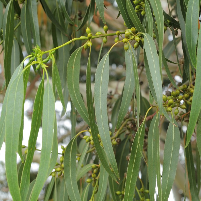 Eucalyptus tree camphora lucky country trees sale products hardy me cold plants saplings