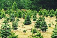 When to plant christmas trees