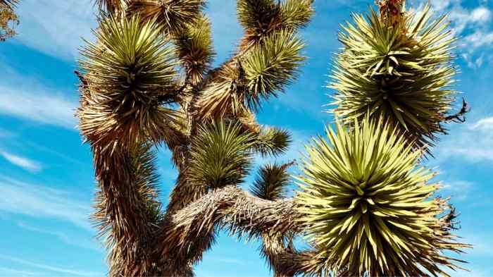 How to plant joshua tree seeds