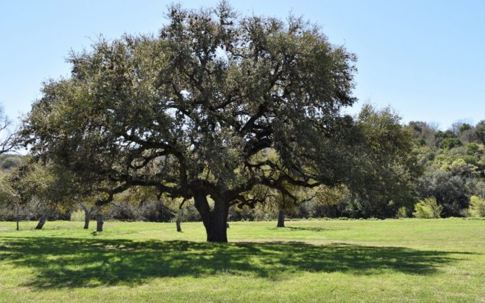 How to plant a tree in texas