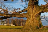 How to plant white oak trees