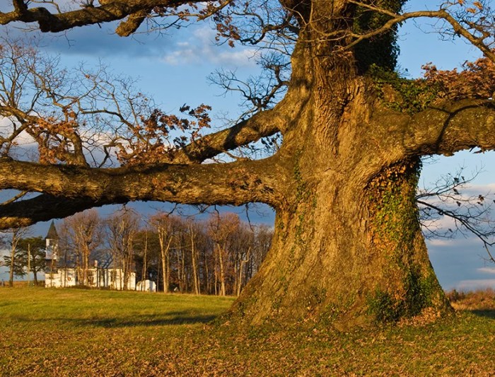 How to plant white oak trees