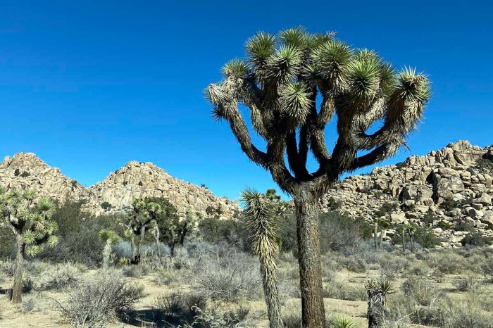 How to plant joshua tree seeds