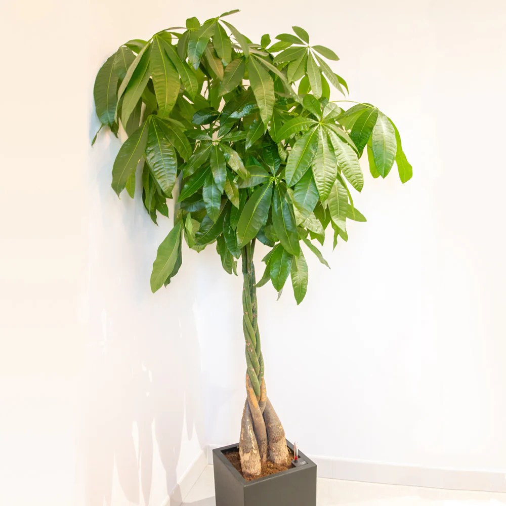 Money tree plant online