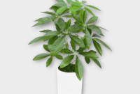 Money tree plant online