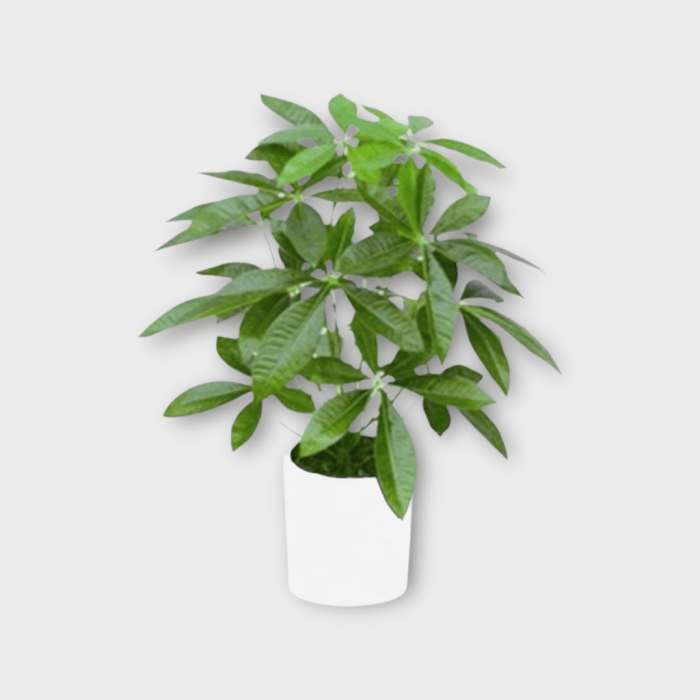 Money tree plant online