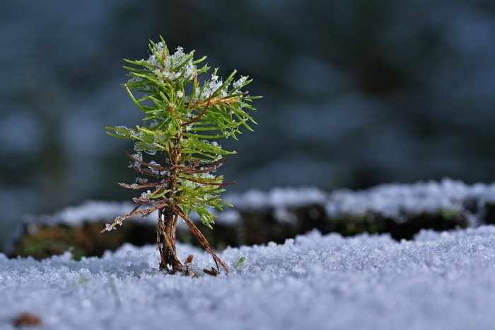 Trees to plant in winter