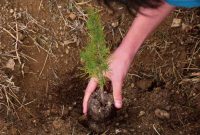 Pine tree to plant