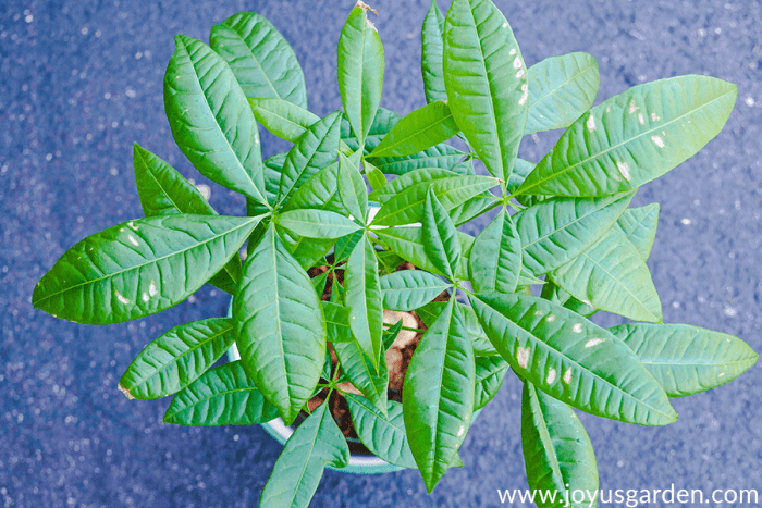 Repotting money tree plant