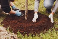 Plant tree in memory of loved one