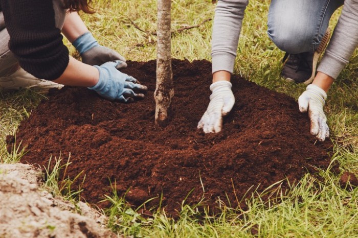 Plant tree in memory of loved one