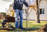 Trees to plant in winter