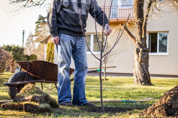 Trees to plant in winter