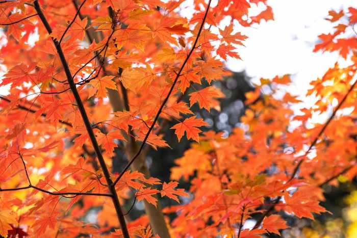 How to plant autumn blaze maple tree