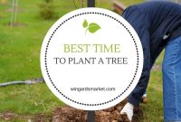 Time of year to plant trees