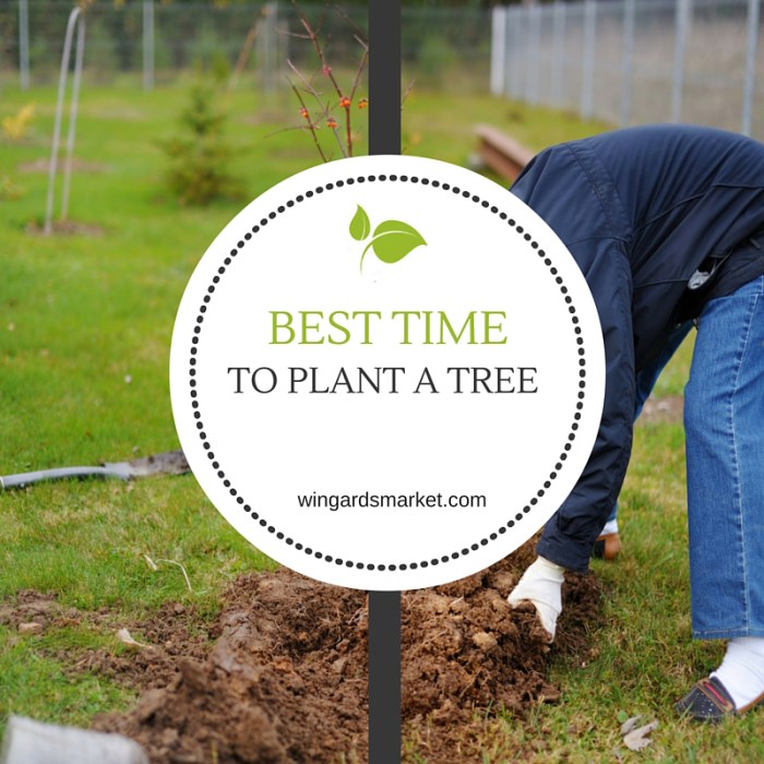 Time of year to plant trees