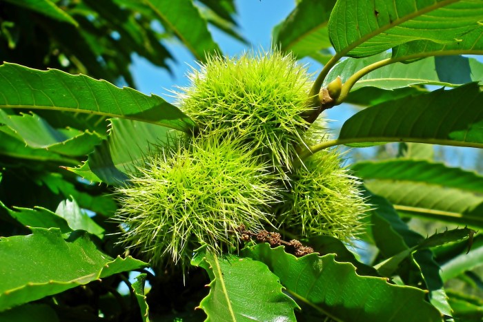 When to plant chestnut trees