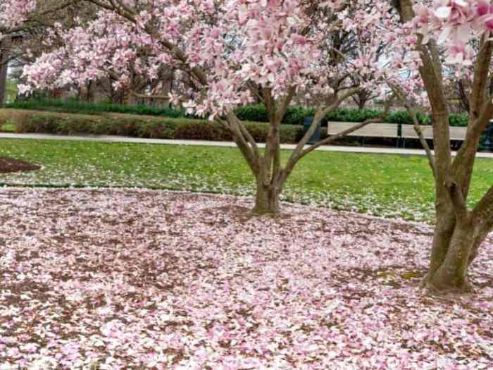 Magnolia tree when to plant