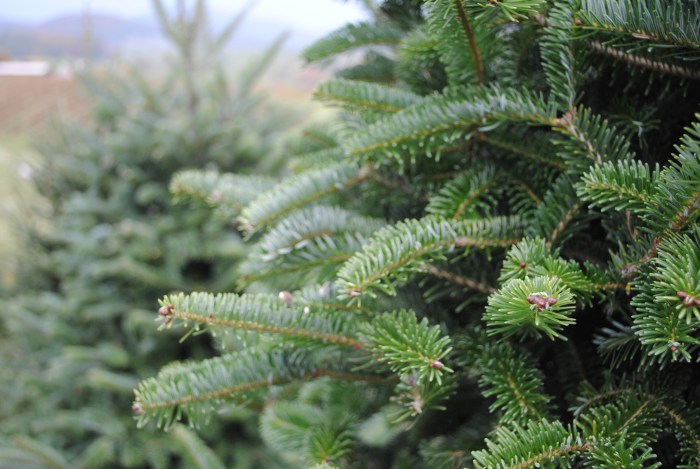 Best christmas tree to plant in garden