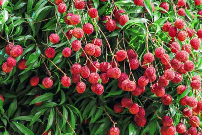 Lychee lychees plantinstructions plant litchi trees