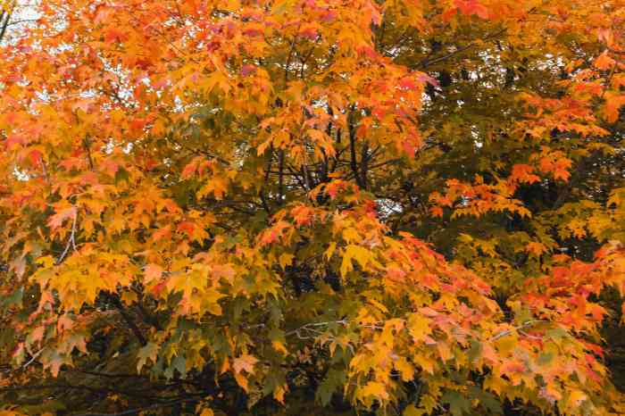 Best time to plant a maple tree