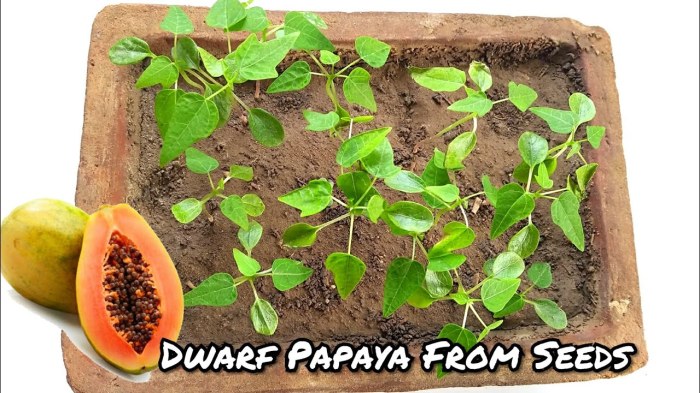 How to plant papaya seeds