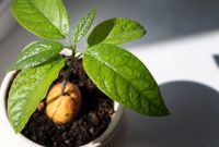 How to plant avocado seed