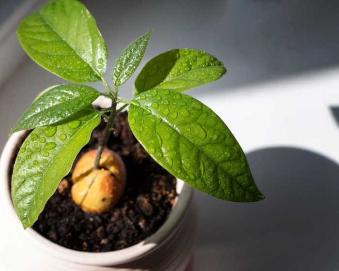 How to plant avocado seed