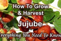 How to plant a jujube tree