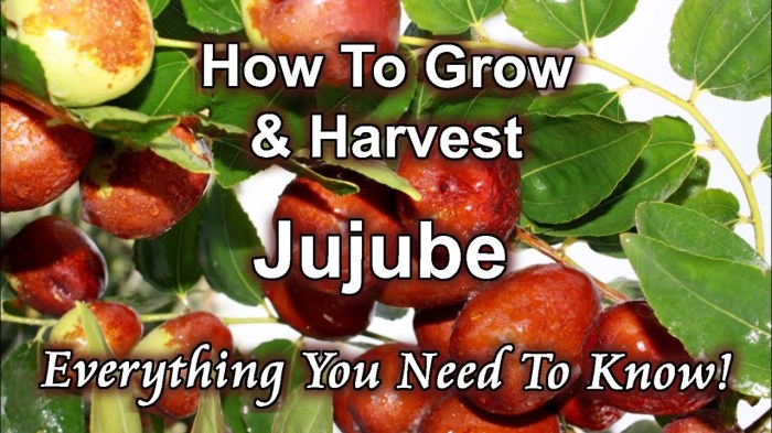 How to plant a jujube tree