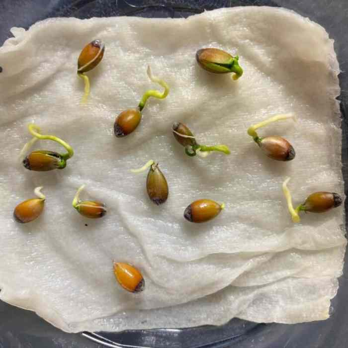 How do you plant lemon seeds