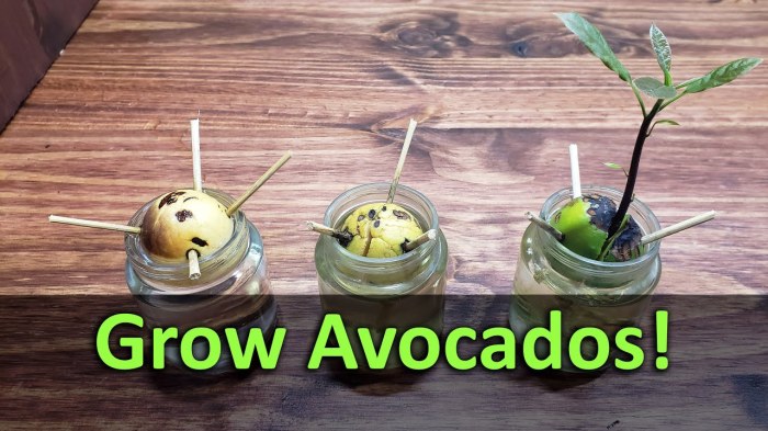 How to plant avocado seed