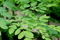 Where to plant moringa tree