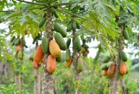 Papaya germination seedlings agrifarming