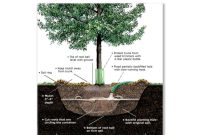 How to plant a tree in texas